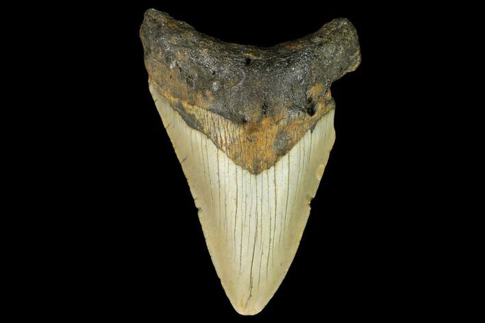 Bargain, Fossil Megalodon Tooth - North Carolina #124764